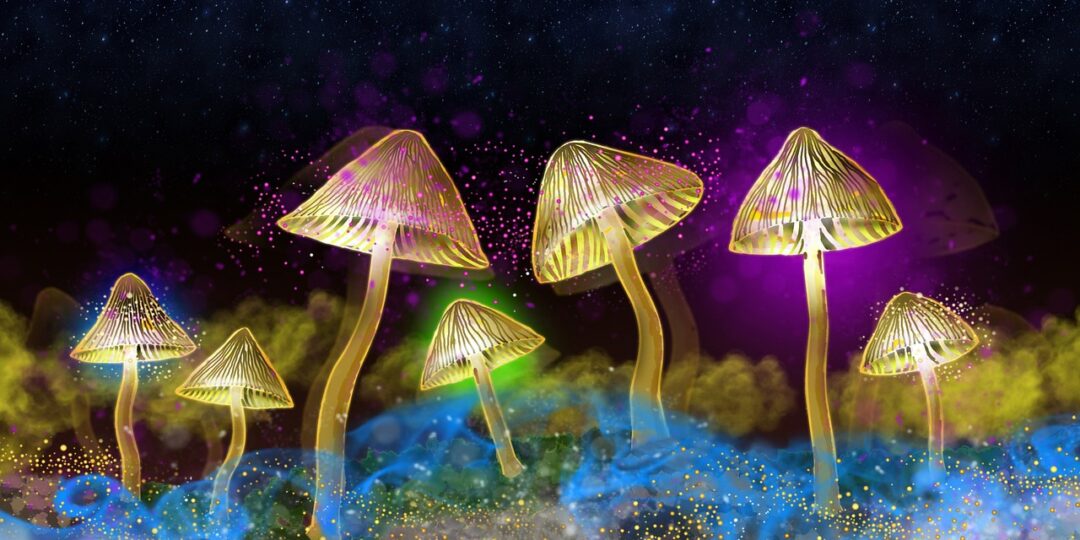 sunriseforever-glowing-mushrooms-4807192_1280 (1)