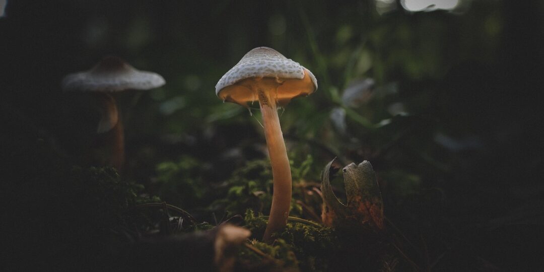 5075933-mushroom-4560848_1280 (1)