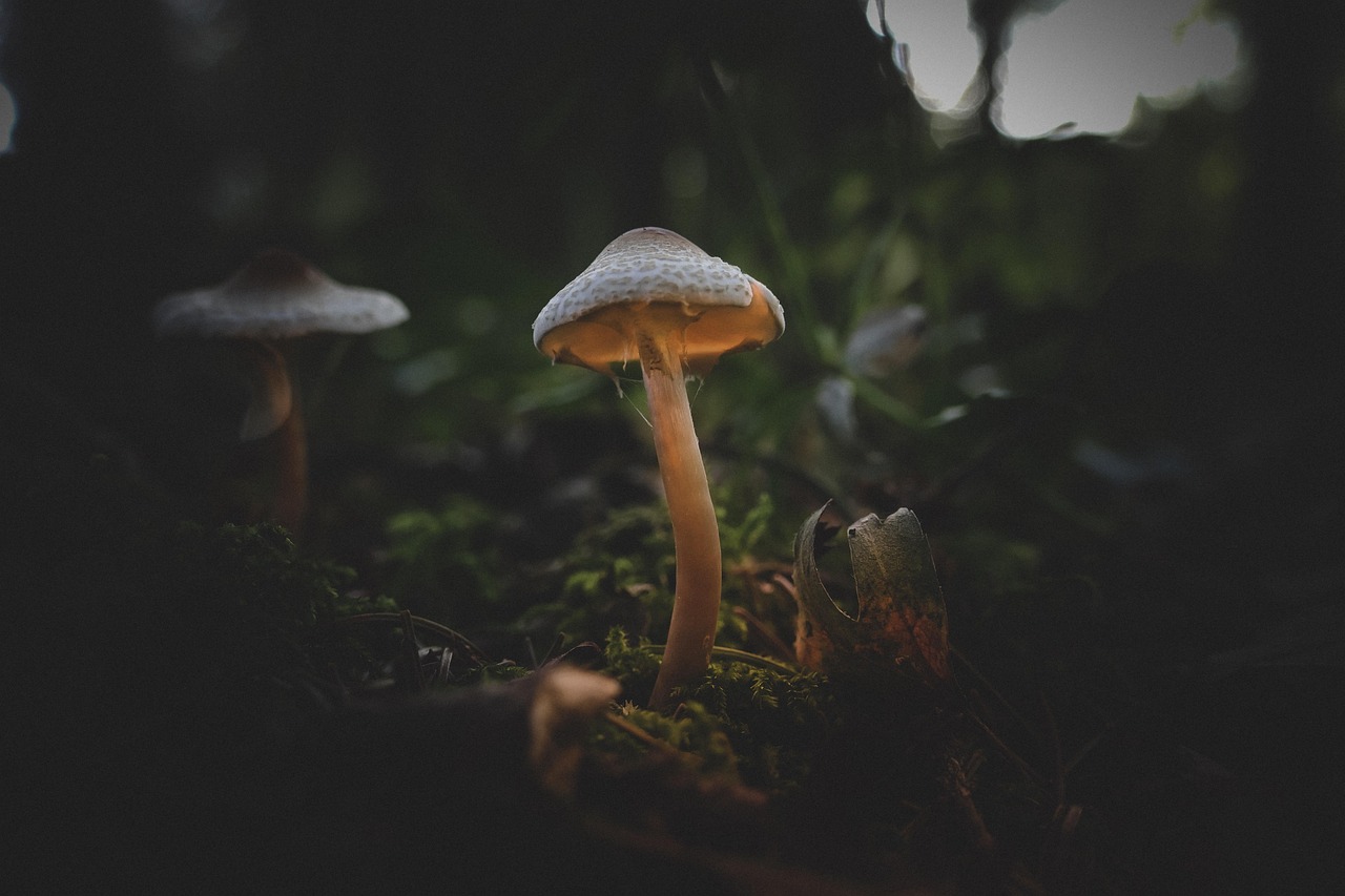 5075933-mushroom-4560848_1280 (1)