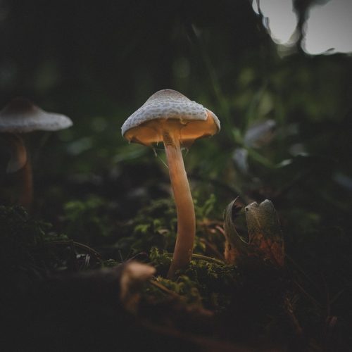 Tracking Your Journey: Journals and Reflection in Microdosing