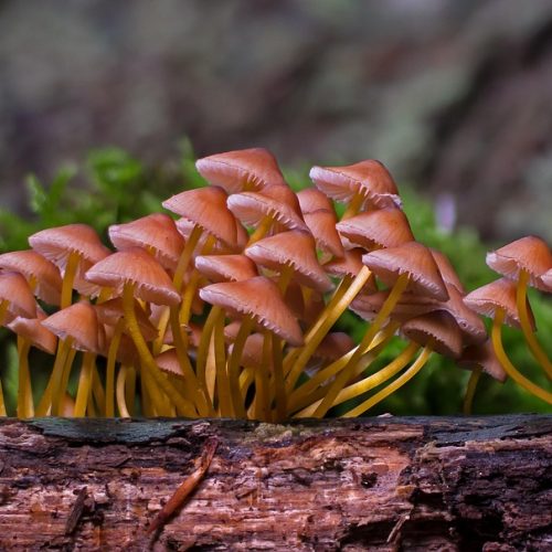 Mindful Integration: Making Insights from Microdosing Last