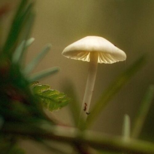Spores of Hope: How Psilocybin is Changing the Conversation on Depression